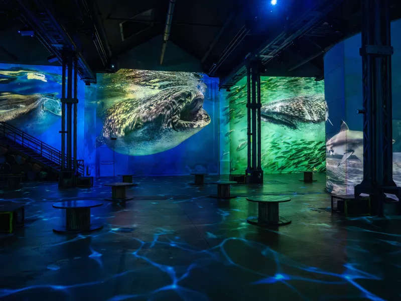 Baleines et requins dans l'eau